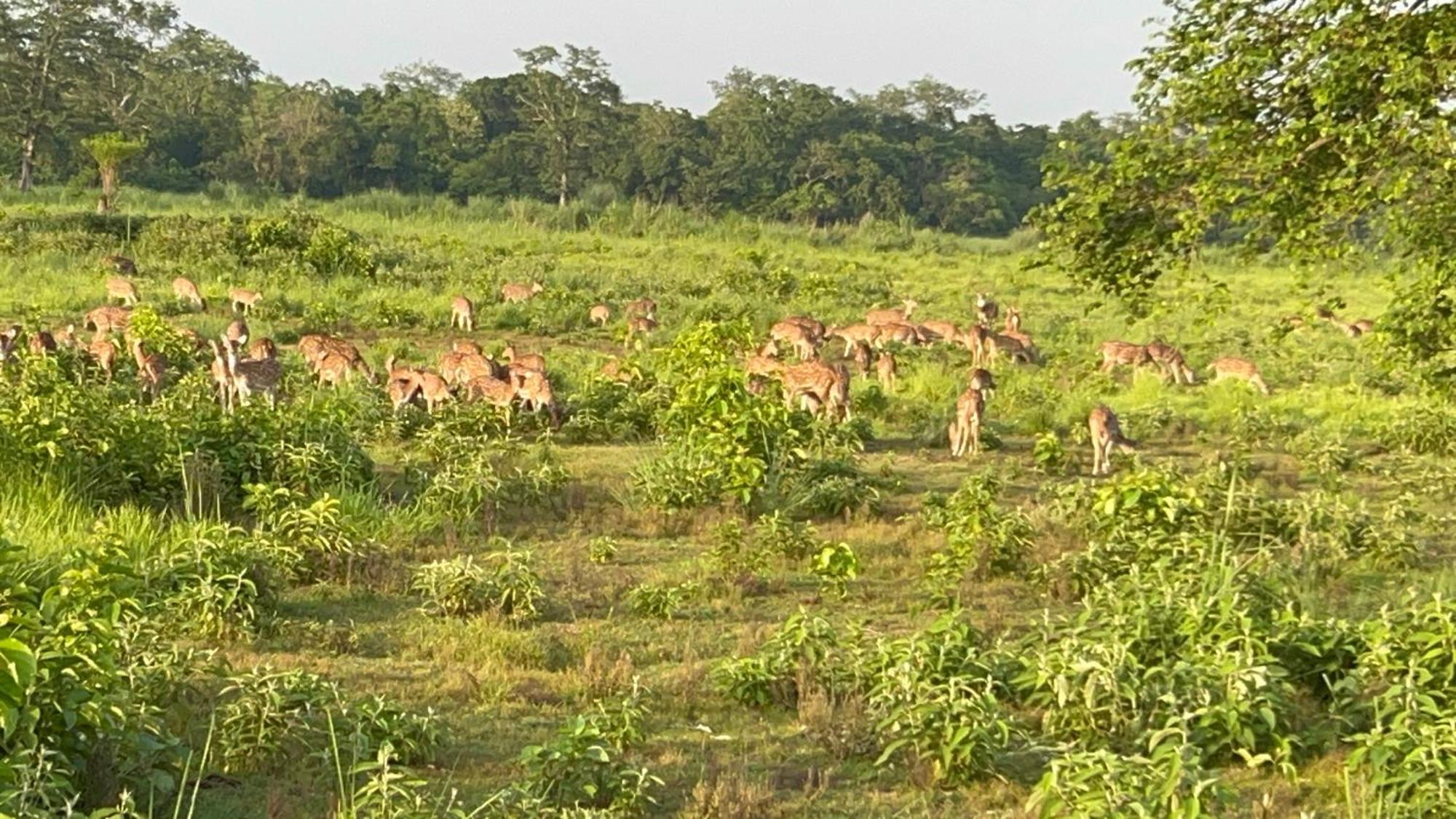Ama Garden Sauraha 호텔 외부 사진