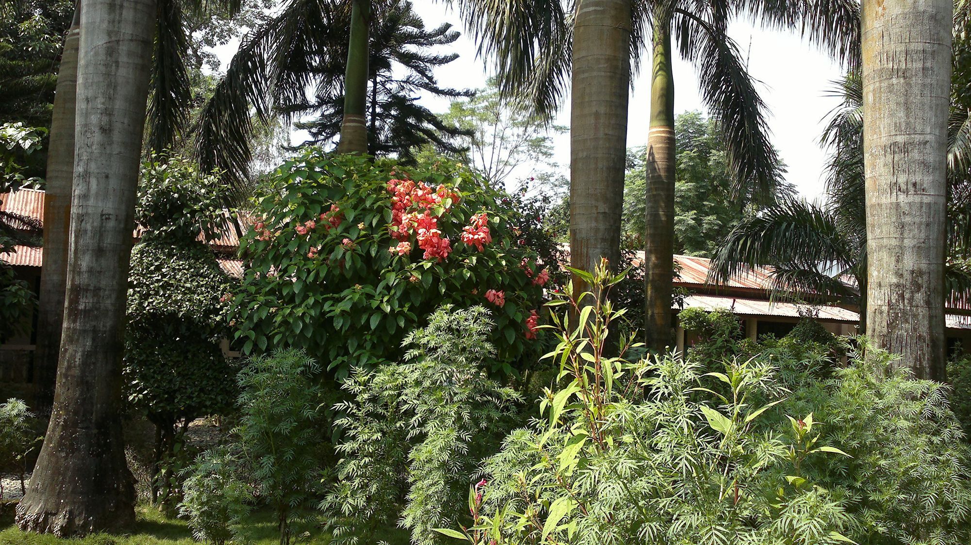 Ama Garden Sauraha 호텔 외부 사진